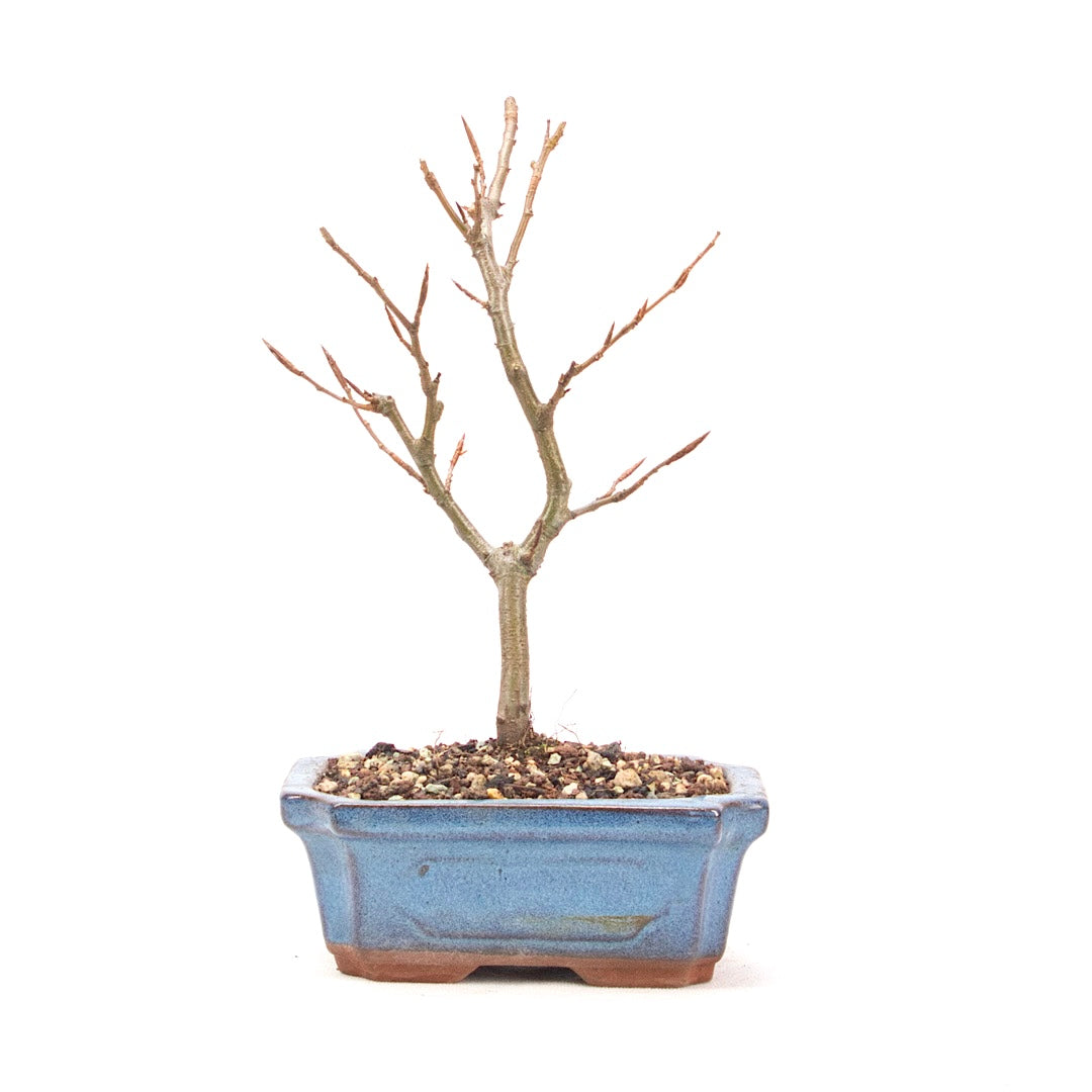 Rotbuche 'Fagus sylvatica'